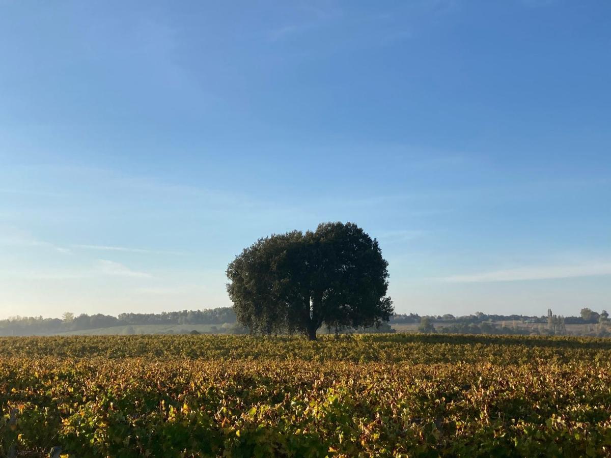 " Venez Dormir Chez Nous " #Condom#Gascogne#D'Artagnan#Armagnac#Le Bonheur Est Dans Le Gers ภายนอก รูปภาพ
